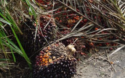 Formación e información frente a la manipulación con respecto al “aceite de palma”